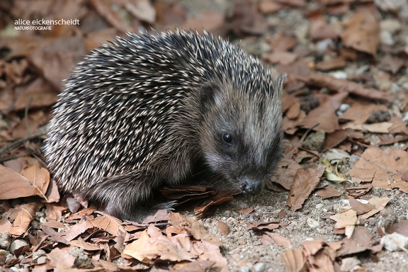 Braunbrustigel (Erinaceus europaeus)